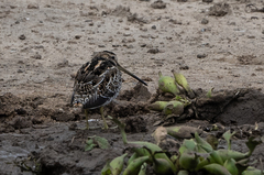 Gallinago nigripennis