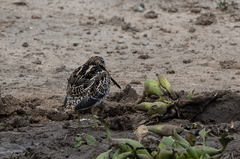 Gallinago nigripennis