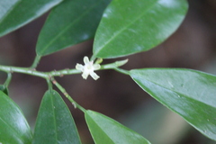 Erythroxylum zeylanicum