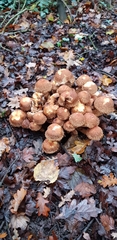 Pholiota squarrosa