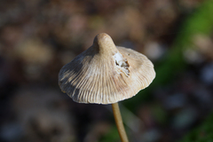 Mycena polygramma
