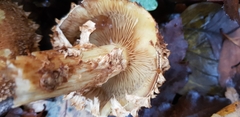 Pholiota squarrosa
