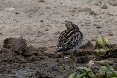 Gallinago nigripennis