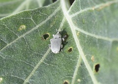 Trichobaris compacta