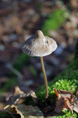 Mycena polygramma