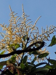 Lithocarpus brevicaudatus