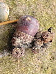 Lithocarpus brevicaudatus