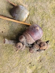 Lithocarpus brevicaudatus