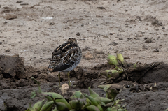 Gallinago nigripennis