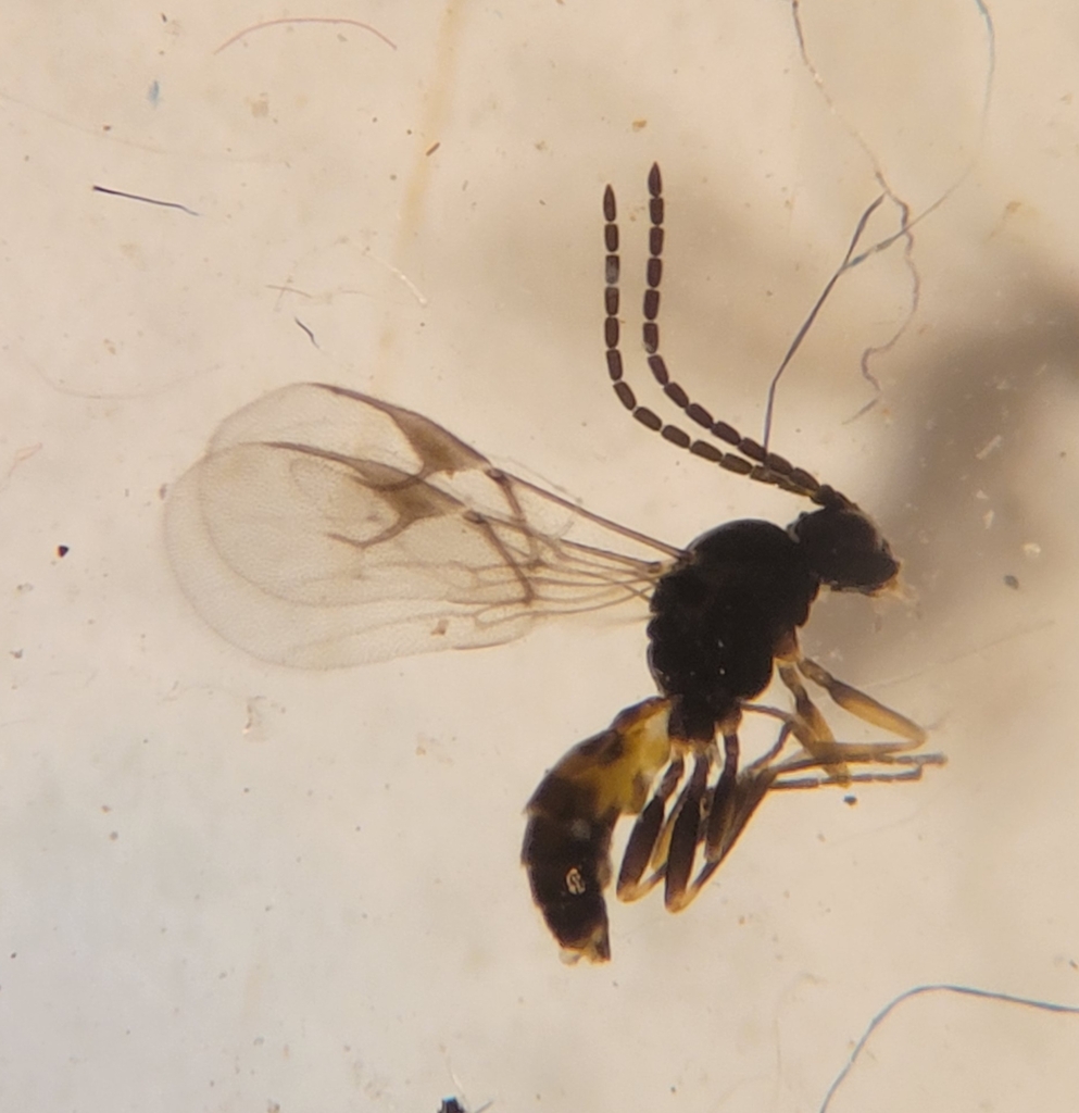 Lysiphlebina