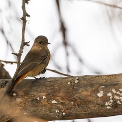 Phoenicurus ochruros