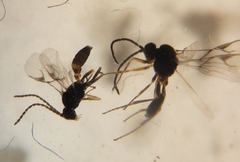 Lysiphlebus testaceipes