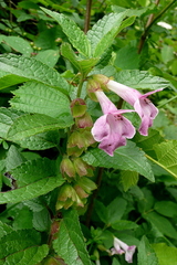 Clinopodium grandiflorum