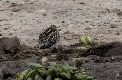 Gallinago nigripennis