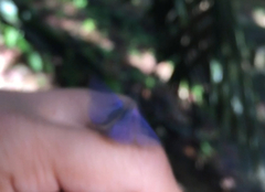 Anthene emolus goberus