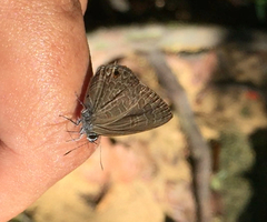 Anthene emolus goberus