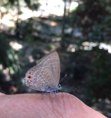 Anthene emolus goberus