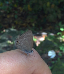 Anthene emolus goberus