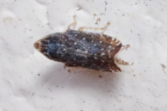 Scaphytopius frontalis