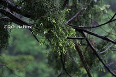 Tsuga chinensis