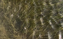 Zostera noltei