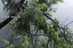 Tsuga chinensis