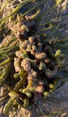 Codium
