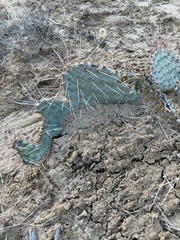 Opuntia gilvescens