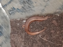 Subdoluseps bowringii