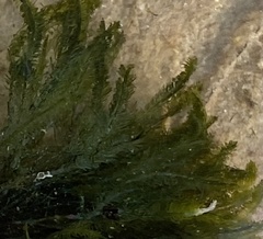 Bryopsis