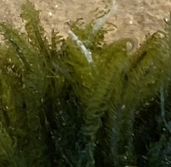Bryopsis