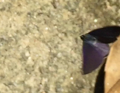 Anthene emolus goberus