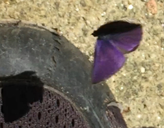 Anthene emolus goberus