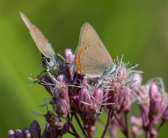 Satyrium titus