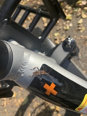 Leptoglossus occidentalis