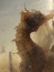 Hippocampus hippocampus