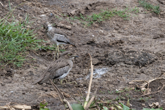 Burhinus vermiculatus