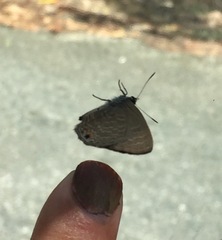 Anthene emolus goberus