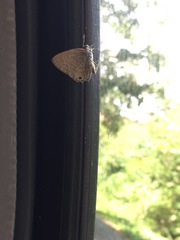 Anthene emolus goberus