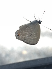 Anthene emolus goberus