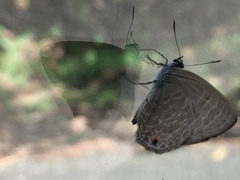 Anthene emolus goberus