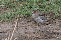 Burhinus vermiculatus