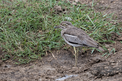 Burhinus vermiculatus
