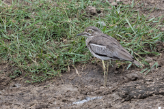 Burhinus vermiculatus