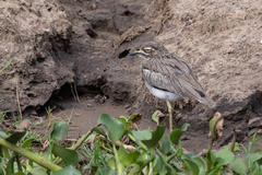 Burhinus vermiculatus