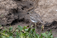 Burhinus vermiculatus