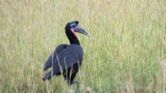 Bucorvus abyssinicus