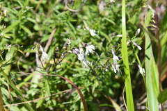 Silene foliosa