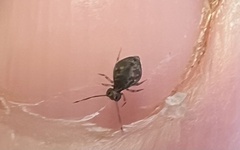 Dicyrtomidae