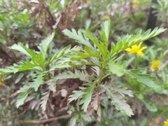 Euryops chrysanthemoides